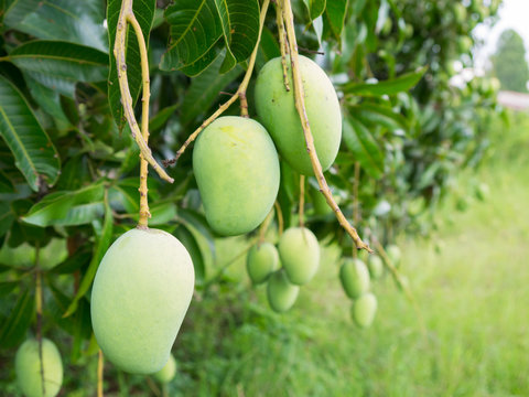 Mango fruits on a tree close-up.