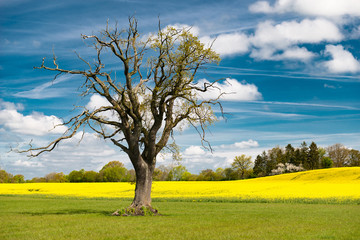 Fototapeta na wymiar Landscape in spring - old oak tree at rape field and cloud sky - 1538