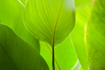 bright green leaf close up, texture