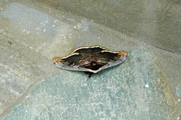 Grand paon de nuit (Saturnia pyri) à Naoussa, Paros, Grèce