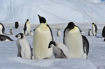 Fototapeta na wymiar Emperor Penguins with chicks