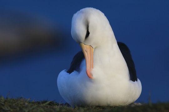 Black-browed Albatros ( Thalassarche melanophris ) or Mollymawk Helgoland Island Germany