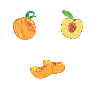 peaches in sketch style, vector illustration