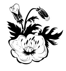 
Flowers of a poppies in black on a white background
