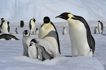 Fototapeta premium Emperor Penguins with chicks