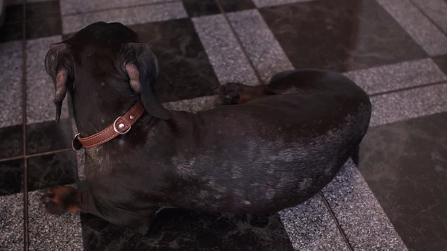 Dachshund with allergic rashes on the fur lies on the floor, close-up. Animal allergy concept.