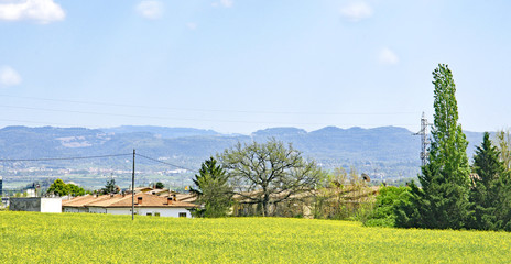 Fototapeta na wymiar Campos de Colza en la comarca del Osona, Catalunya, España