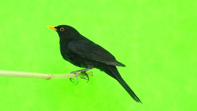 blackbird (Turdus merula) isolated on a green background