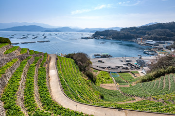 遊子水荷浦の段畑