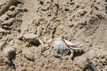 ausgetrocknete Krabbe am Sandstrand (Nordsee)