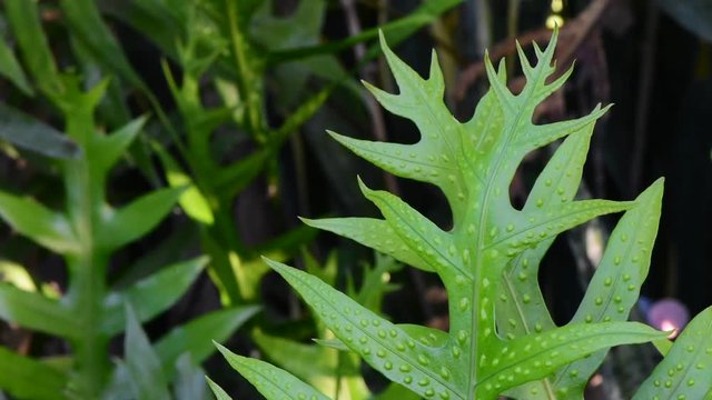 Green firn leave