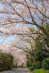 愛鷹広域公園の桜並木
