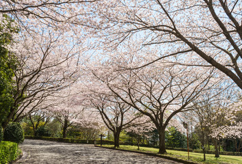 愛鷹広域公園の桜並木