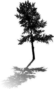 single pine large silhouette with shadow