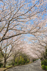 Fototapeta na wymiar 愛鷹広域公園の桜並木