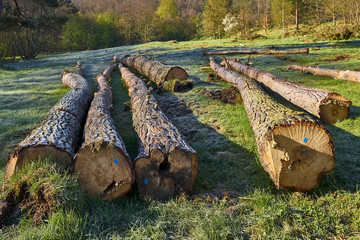 Wooden Logs with Forest on Background / Trunks of trees cut and stacked in the foreground, green...