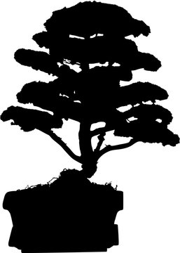 bonsai tree in pot silhouette isolated on white