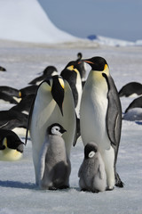Emperor Penguins with chicks