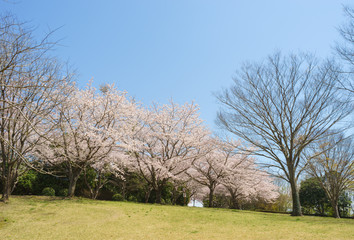 愛鷹広域公園の桜並木