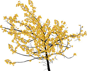 light yellow small fall tree isolated on white