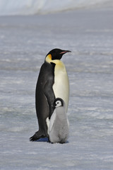 Fototapeta premium Emperor Penguin with chick