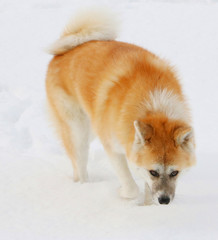 Akita Neige