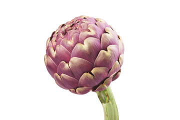 Fresh organic artichoke isolated on white background