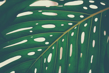 Green monstera palm leaf, close up