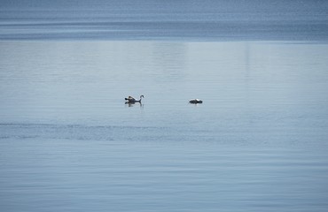 Schw&auml;ne im See