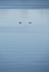 Schwäne im See