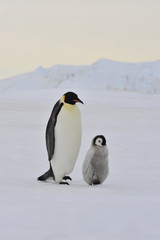 Emperor Penguin with chick