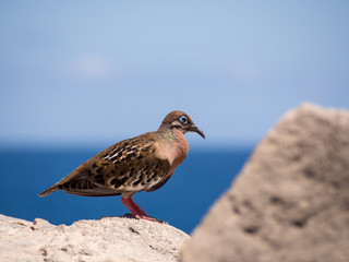 Galapagos Dove, Zenaida galapagoensis