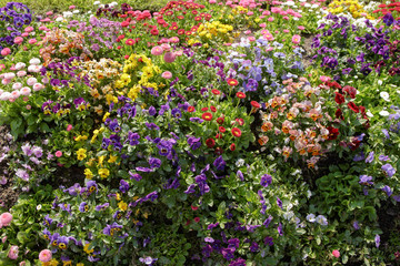 colorful flower at spring