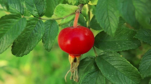 Close-up of a ripe dog-rose on a branch in the garden