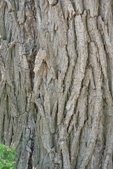 Baumrinde - Textur