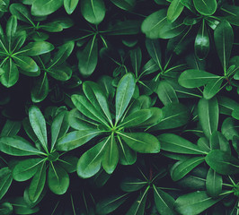 Fresh green leaves texture background
