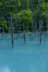 北海道　美瑛　青い池