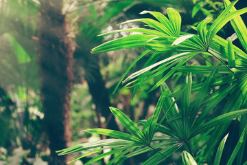 Palm in the botanical garden