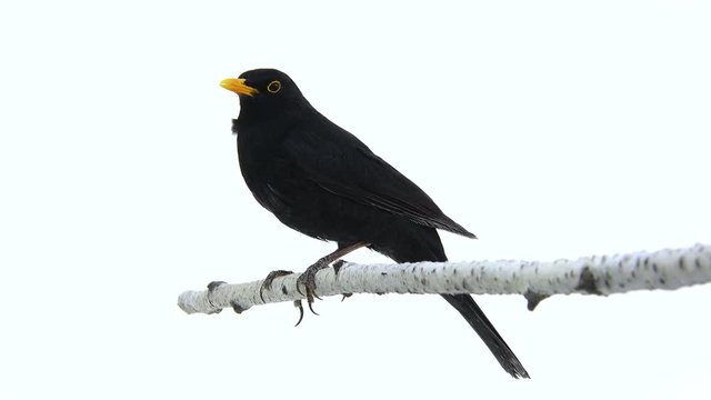 blackbird (Turdus merula) isolated on a white background