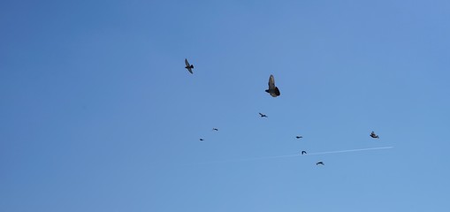 Tauben-Schwarm im blauen Himmel