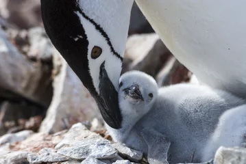 Fotobehang Chinstrap penguin feeding chick © Silver