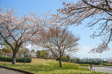 Obraz premium 愛鷹広域公園の桜