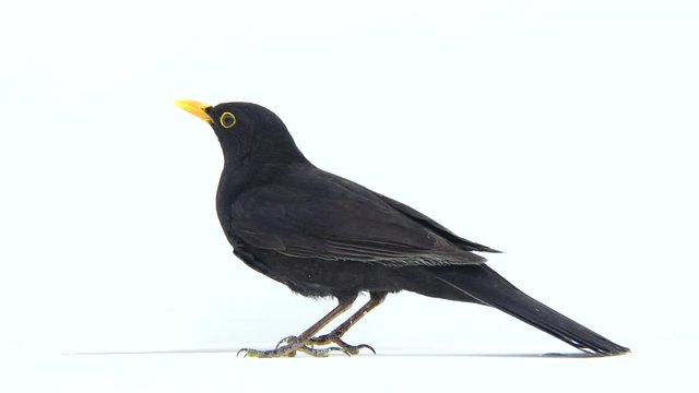 blackbird (Turdus merula) isolated on a white background