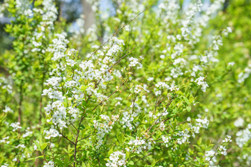 Fototapeta na wymiar 白い花を咲かせる雪柳