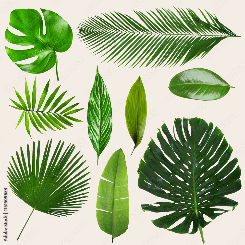 Wall mural different tropical leaves on light background