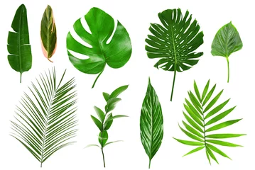 Stof per meter Tropische bladeren Verschillende tropische bladeren op witte achtergrond