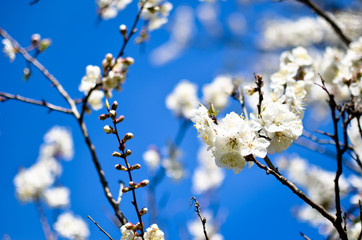 Studio shot of apricot blossom brunch over blue