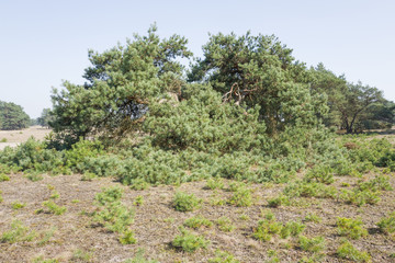 Pine tree.