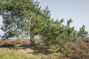 Pine tree.