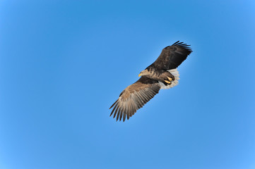 Fototapeta premium 青天飛翔